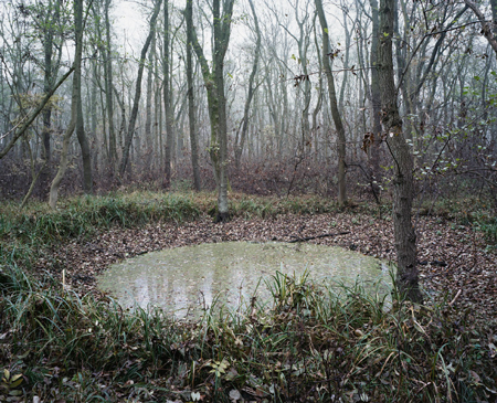 #66 (Mascheroder Holz), 2011, C-type print. 18.2 x 22 inches  Edition of 4 + 1 AP