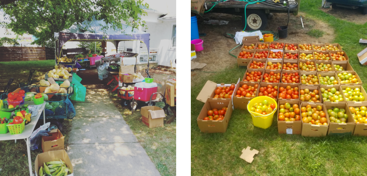 Tomato Project, Jon Henry, 2016 (Photo by artist) 