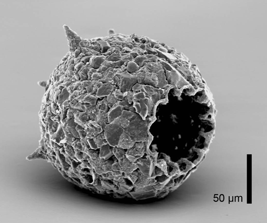 Figure 2. Ralf Meisterfeld, Mediolus corona, 2009, dead specimen, 50 µm. Aachen, Germany.