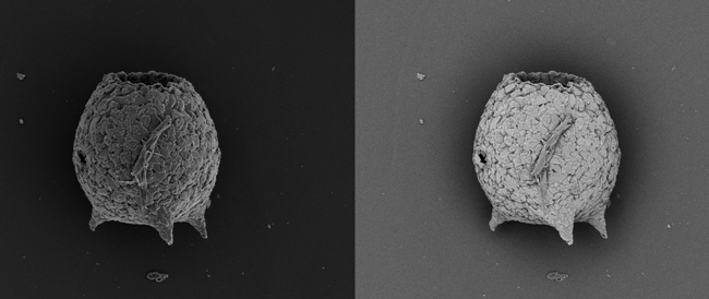 Mediolus corona, 2011, Scanning Electron Microscope, 150 microns, Bell’s Lake, Toronto. Courtesy Patterson Research Group, Carleton University.