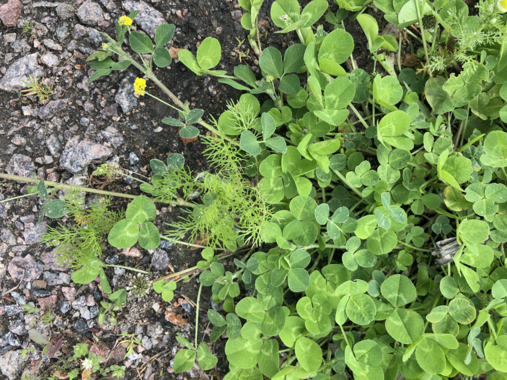 IMAGE 11: White clover sprouting at the edge of a parking lot in Linköping, Sweden, alongside pineapple weed (Matricaria discoidea), black medic (Medicago lupulina), and chickweed (Stellaria media).