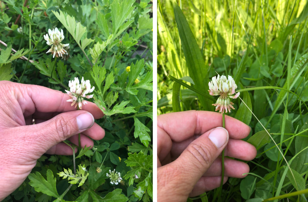 IMAGE 14: White clover blooms in two disparate habitats in Troy, New York: a brownfield on a former junkyard (left) and a residential lawn subject to frequent mowing (right).