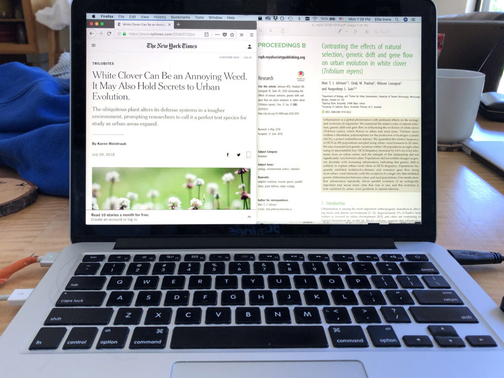 Two articles on white clover as seen on the author’s laptop screen, July 2019.