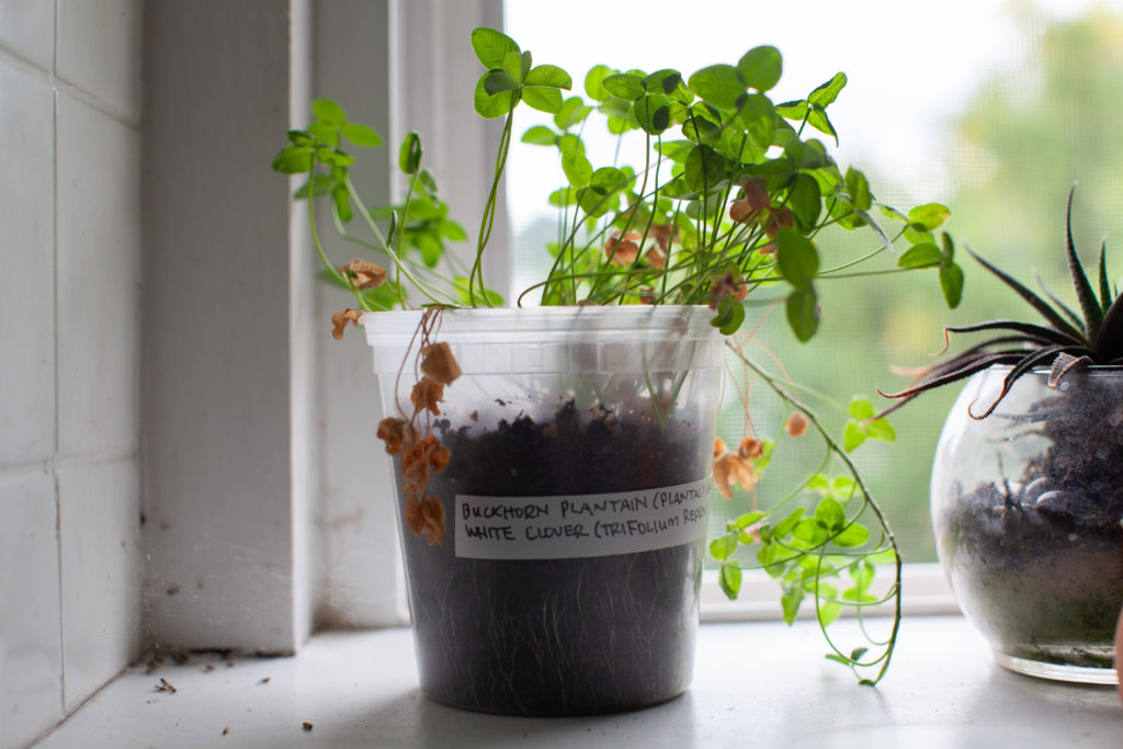 White clover (Trifolium repens) sprouted from seeds collected in Bushwick, Brooklyn, growing on the author’s windowsill. It’s co-habitant, buckhorn plantain (Plantago lanceolata) did not adapt as readily to indoor living. (Photo courtesy Dan Phiffer)