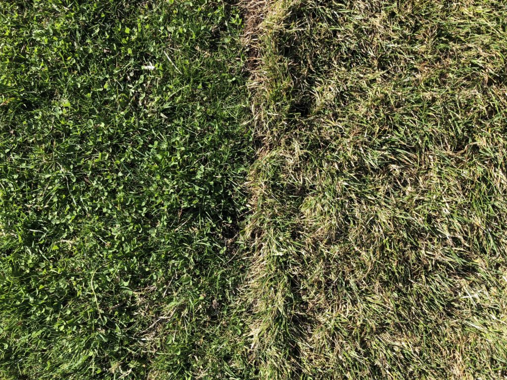 IMAGE 3: The meeting point of a mixed clover/grass lawn (left) and freshly laid pure-grass turf (right) on the grounds of Syracuse University.
